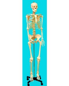 United Scientific Supply Human Skeleton Model, Life-Sized; USS-HSLS01
